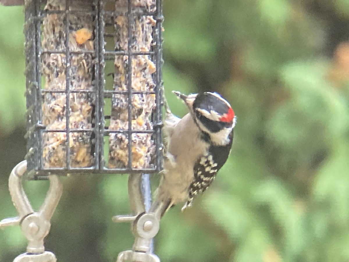 Downy Woodpecker - ML624046215