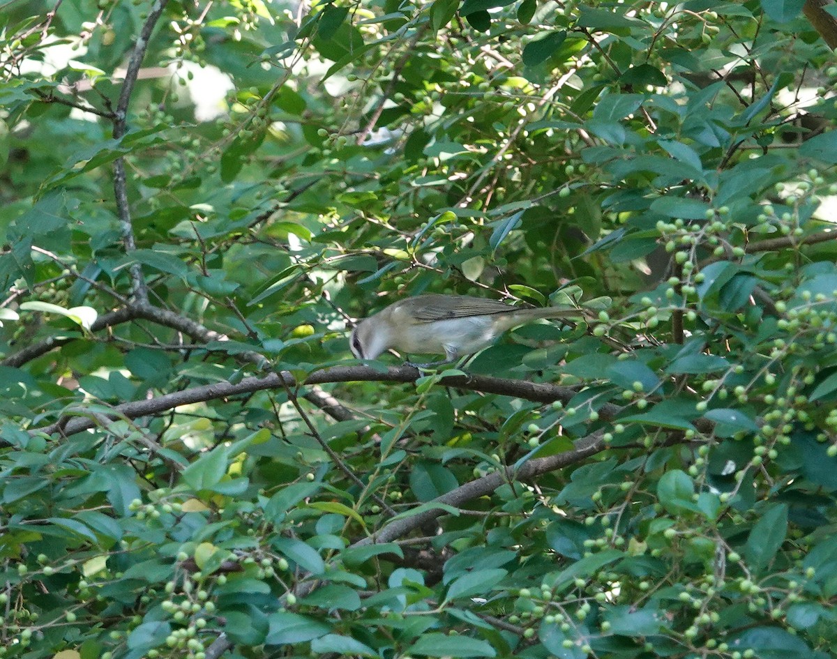 Red-eyed Vireo - ML624046223