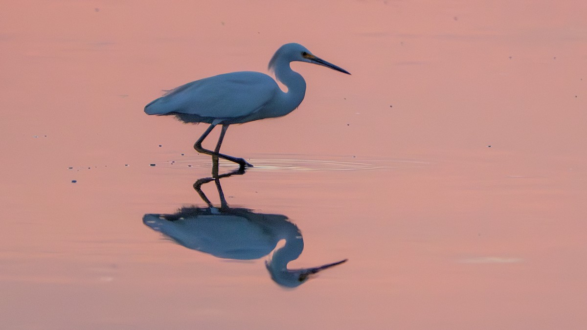 Snowy Egret - ML624046226