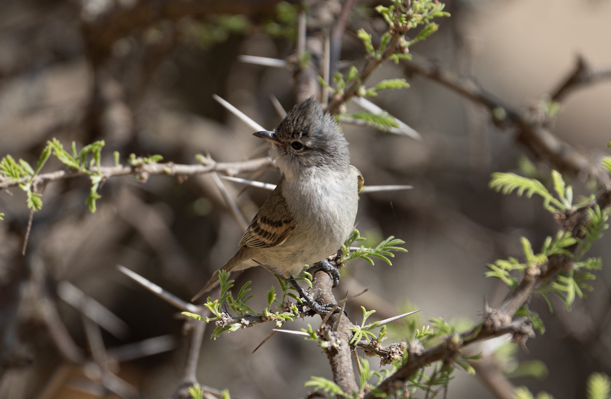 Southern Beardless-Tyrannulet - Daniel Perez Martínez