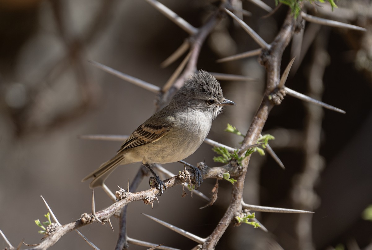 Southern Beardless-Tyrannulet - Daniel Perez Martínez