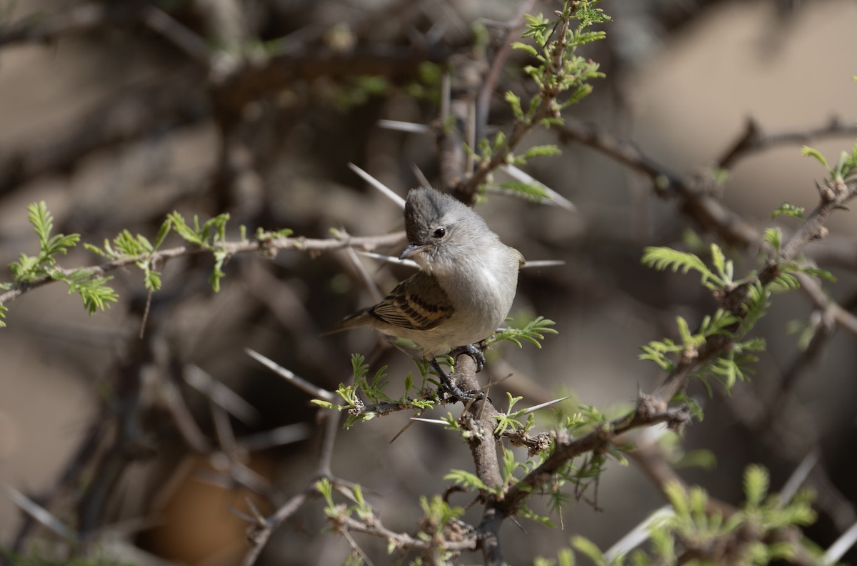 Southern Beardless-Tyrannulet - ML624046267