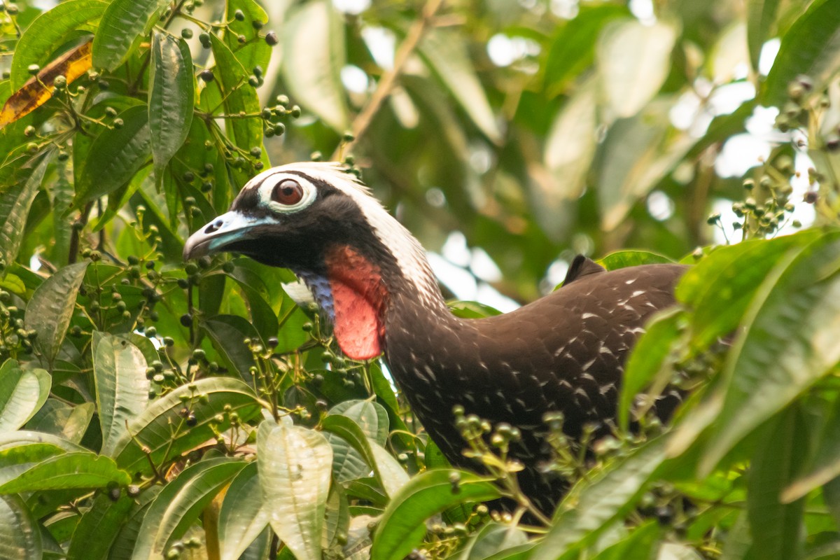 Black-fronted Piping-Guan - ML624046283