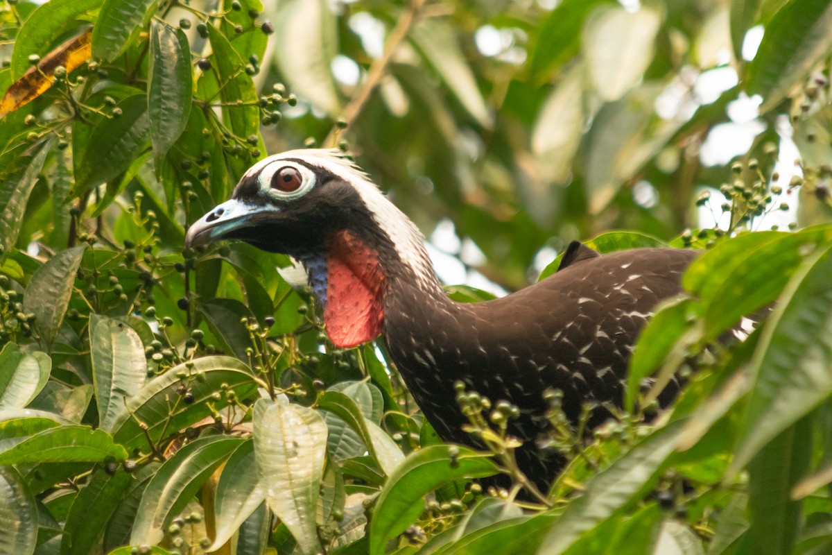 Black-fronted Piping-Guan - ML624046284