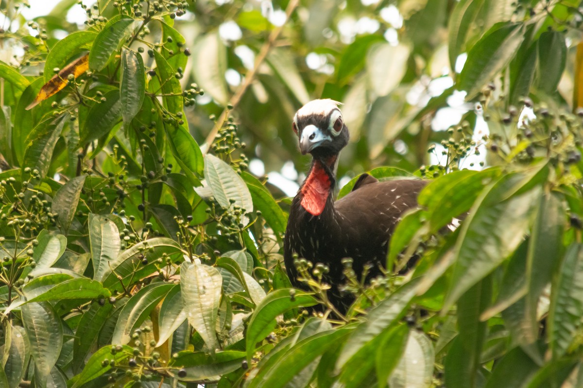 Black-fronted Piping-Guan - ML624046287