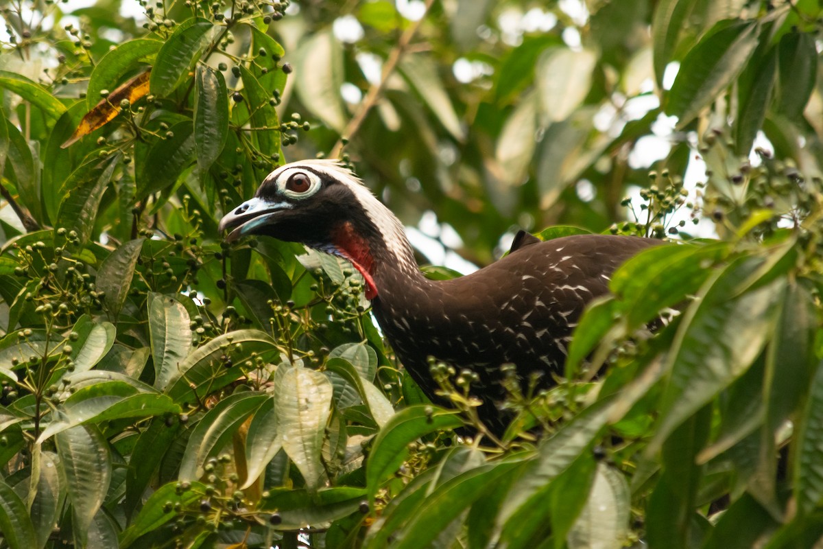 Black-fronted Piping-Guan - ML624046289