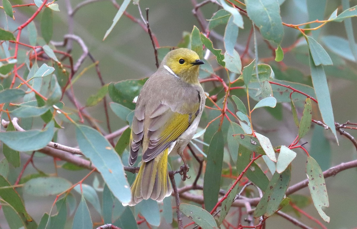 White-plumed Honeyeater - ML624046296