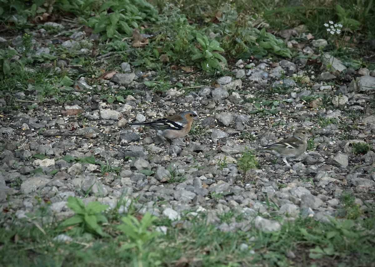 Common Chaffinch - ML624046307