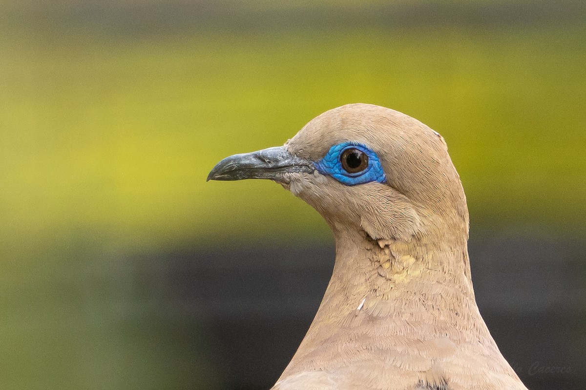 West Peruvian Dove - ML624046345