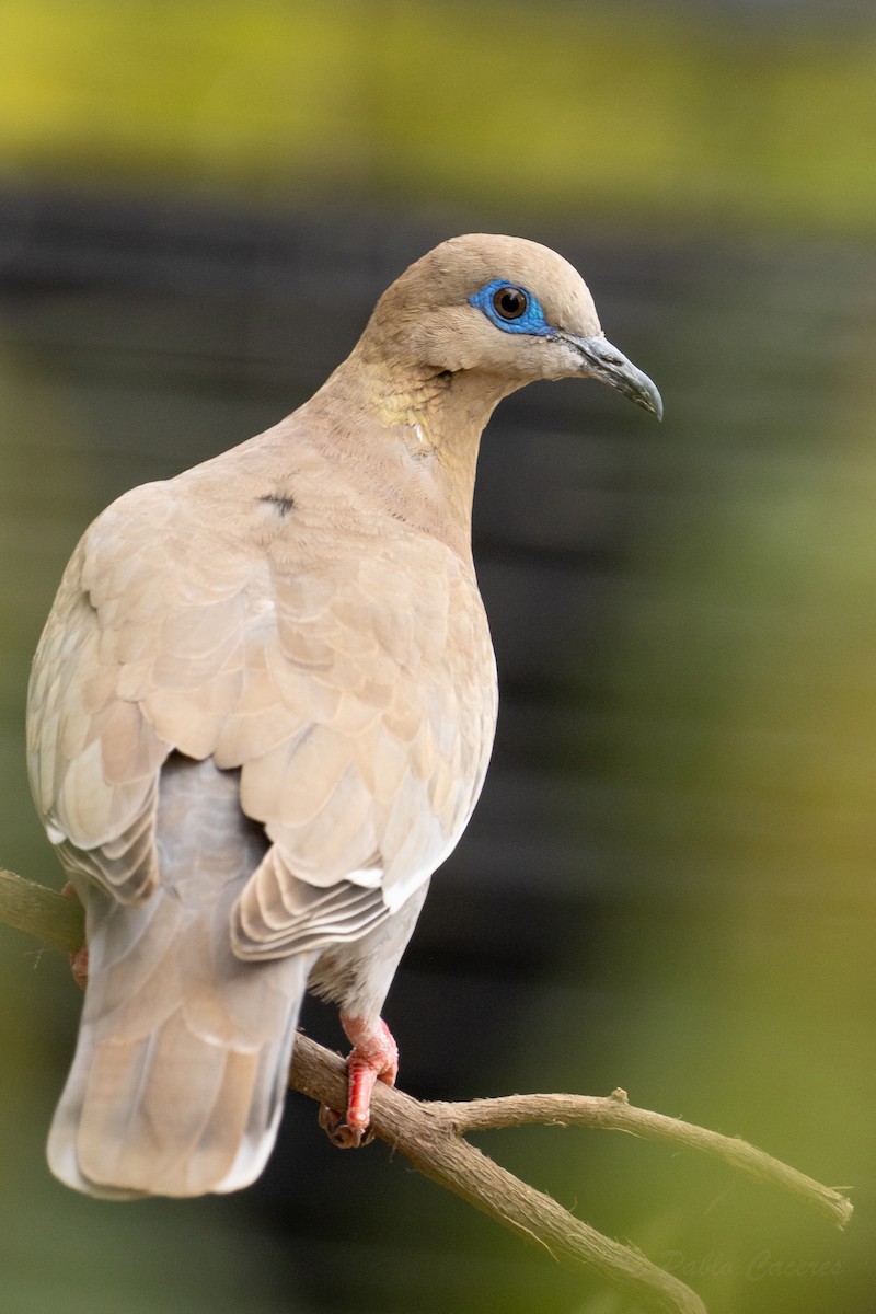 West Peruvian Dove - ML624046346