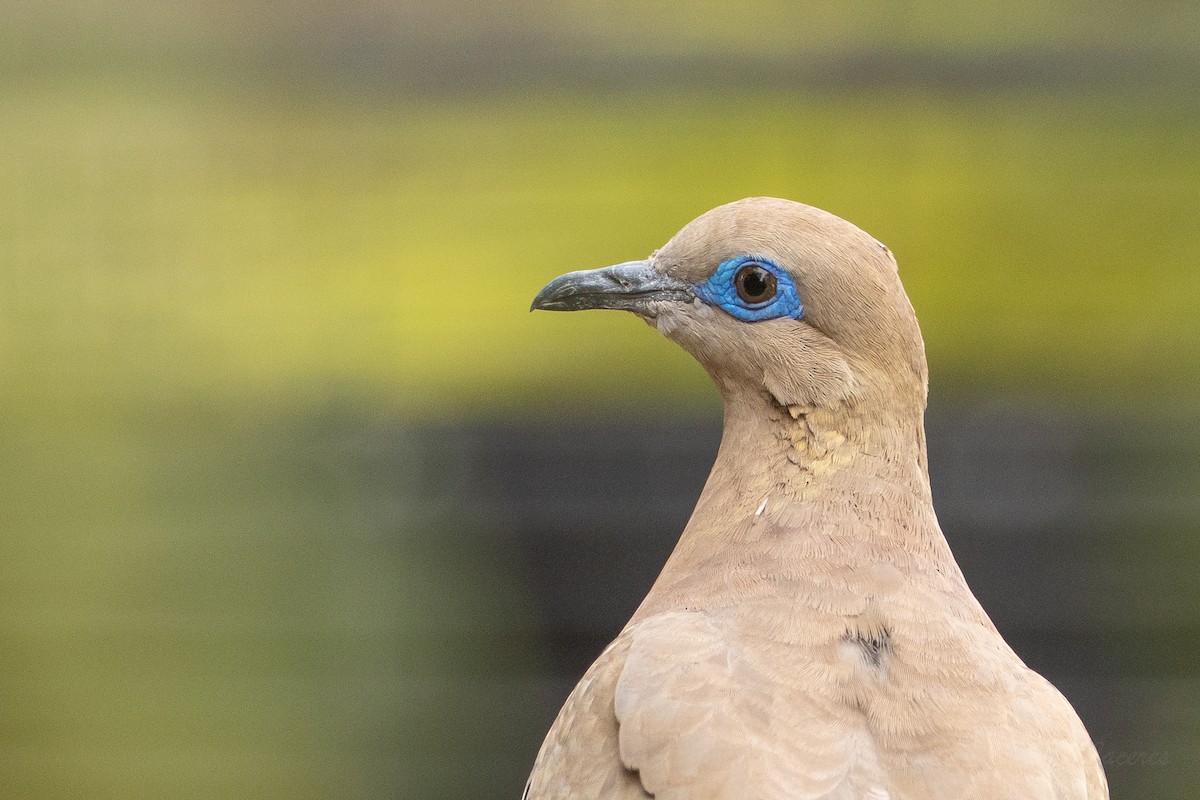 West Peruvian Dove - ML624046348