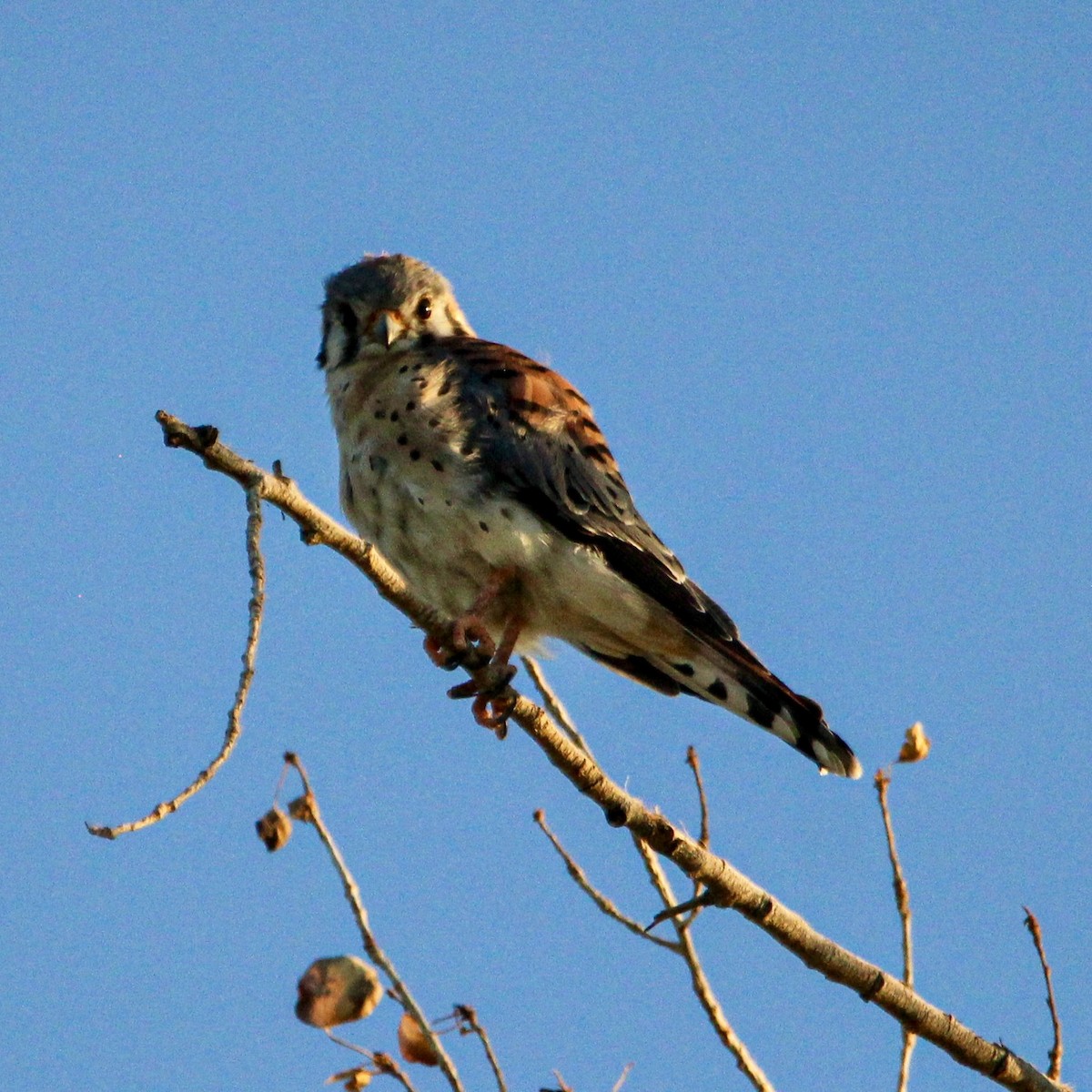 American Kestrel - ML624046352