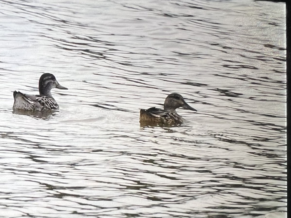 Green-winged Teal - ML624046367