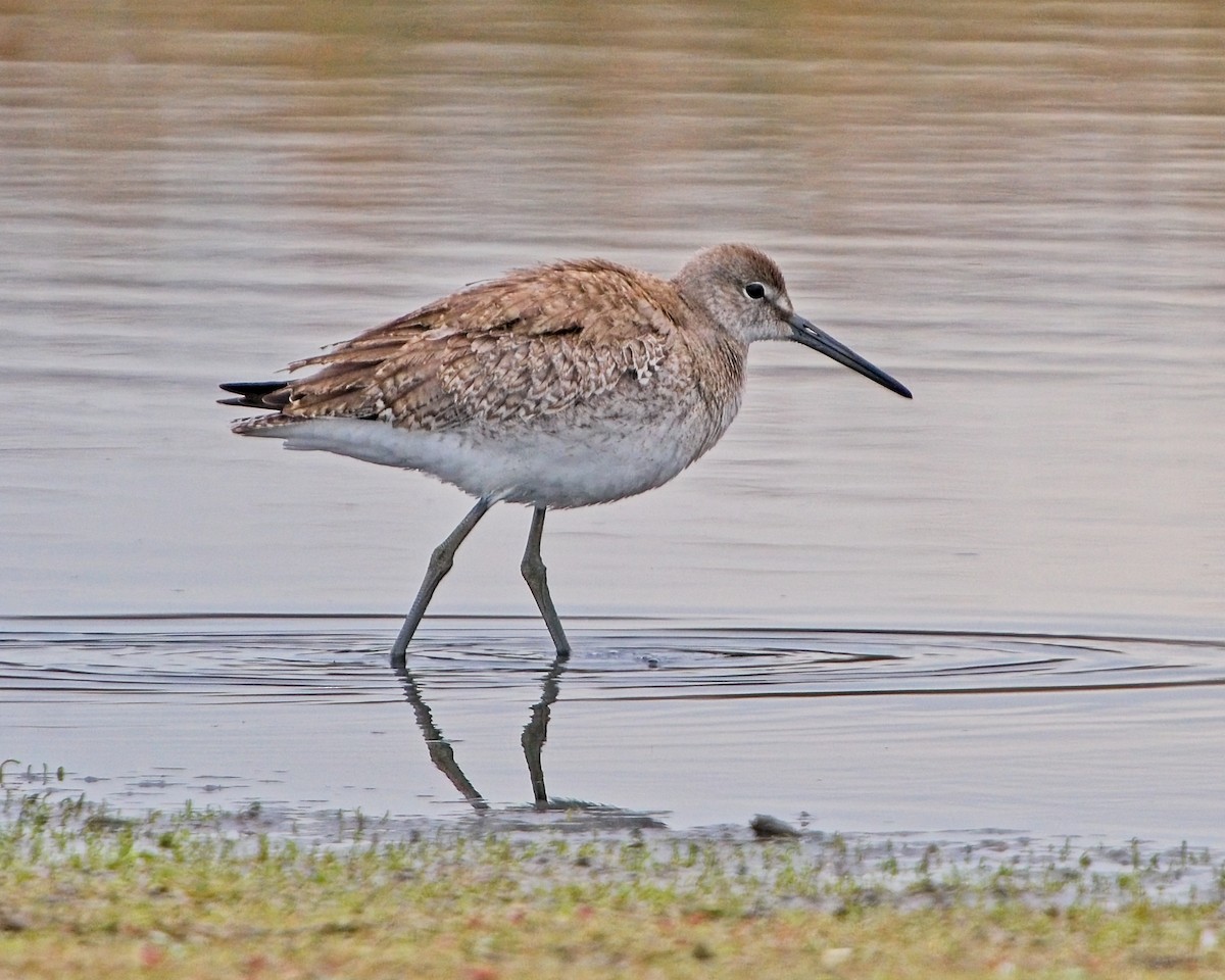 Willet - ML624046369