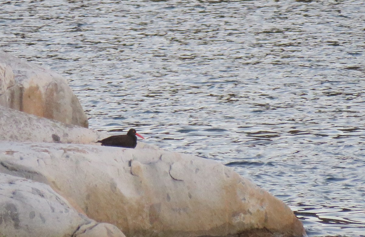 Black Oystercatcher - ML624046372