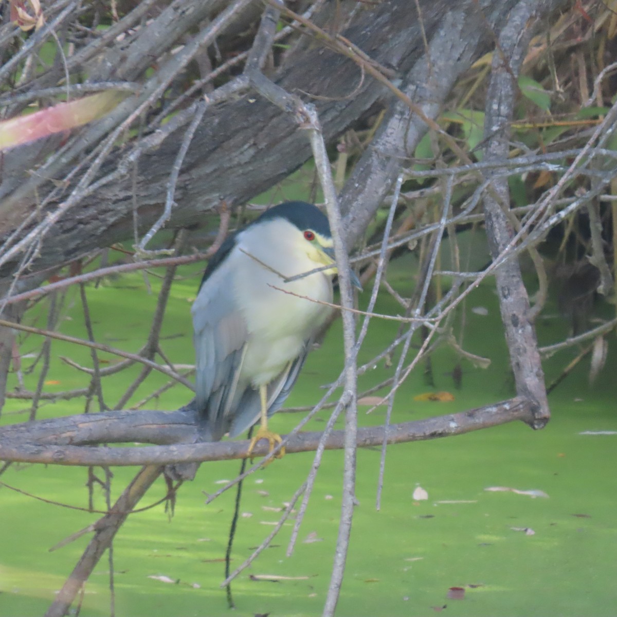 Black-crowned Night Heron - Brian Nothhelfer