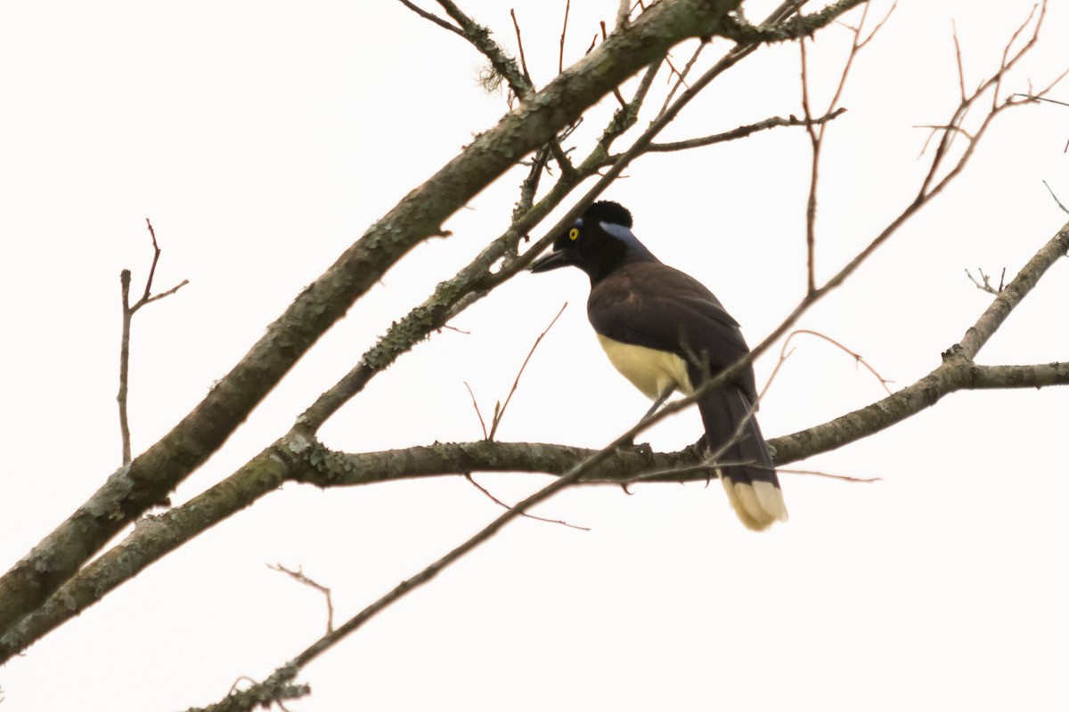 Plush-crested Jay - Facundo Quintela