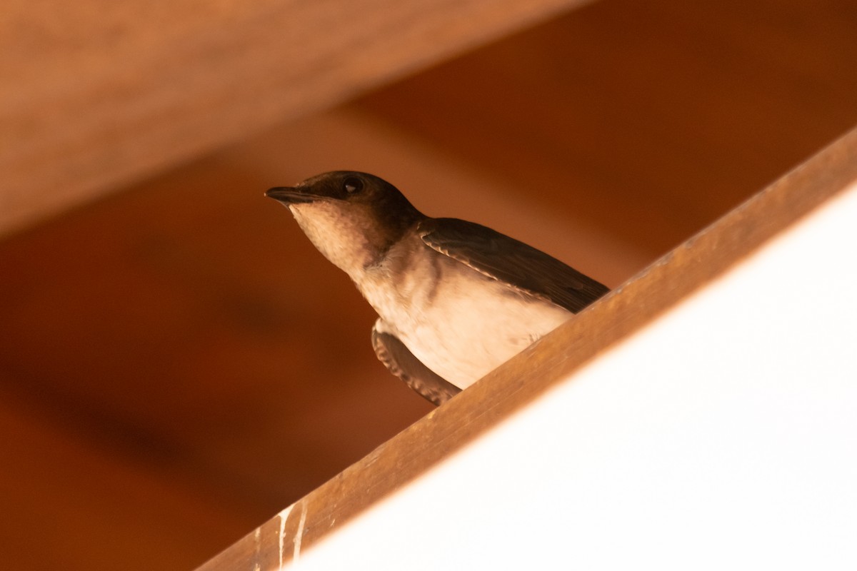 Gray-breasted Martin - ML624046401