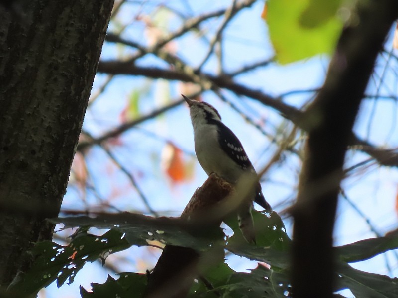 Downy Woodpecker - ML624046405