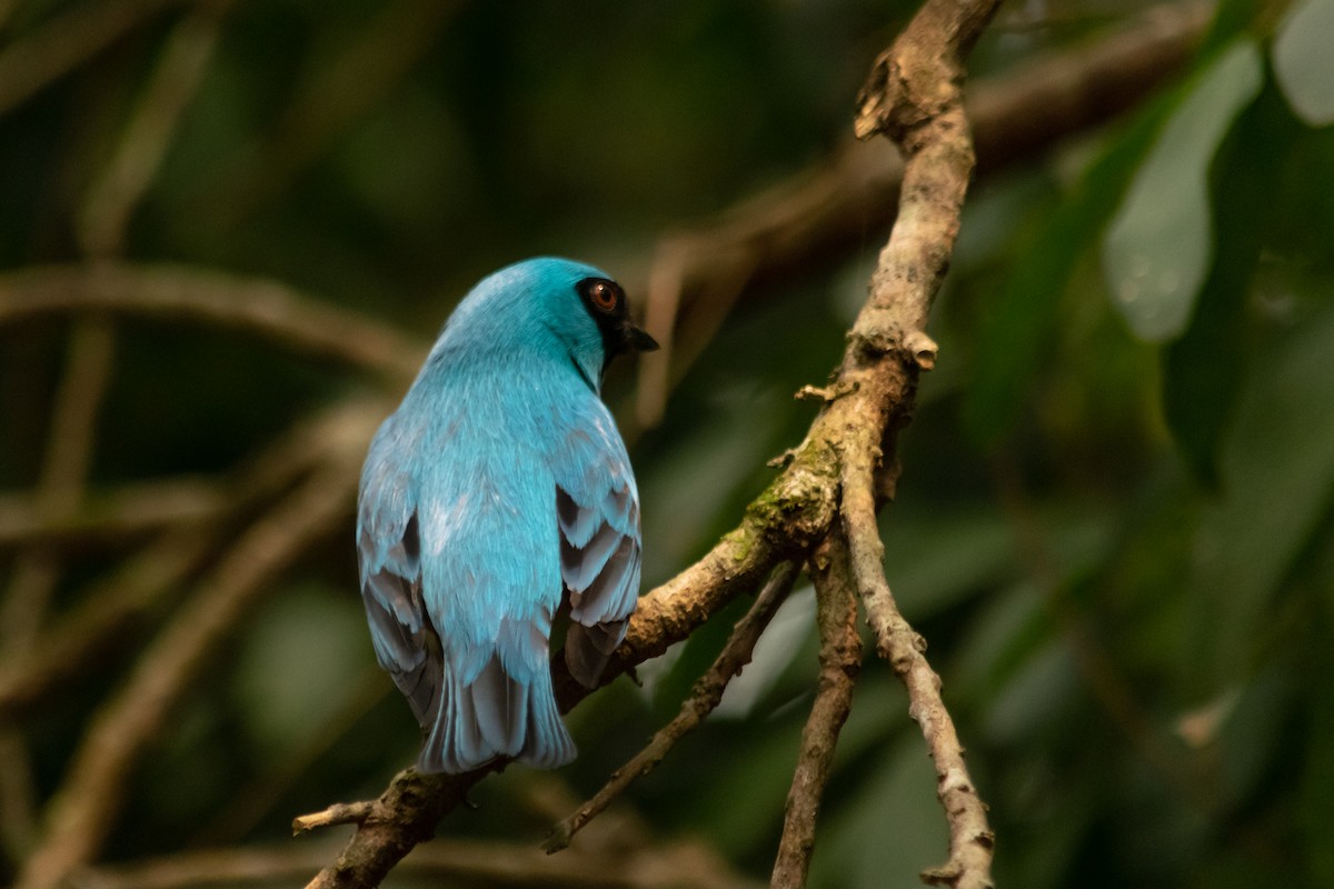 Swallow Tanager - ML624046410