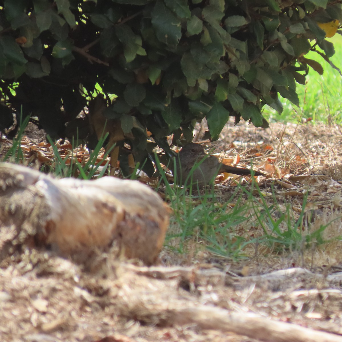 California Towhee - ML624046411