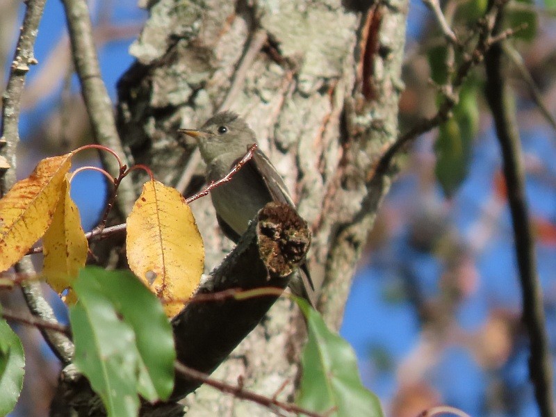 Eastern Wood-Pewee - ML624046413