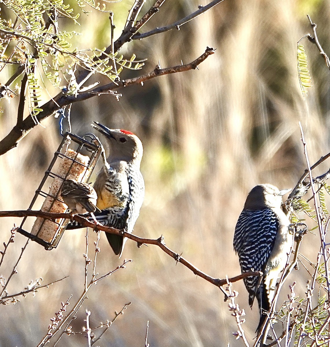 Gila Woodpecker - ML624046446