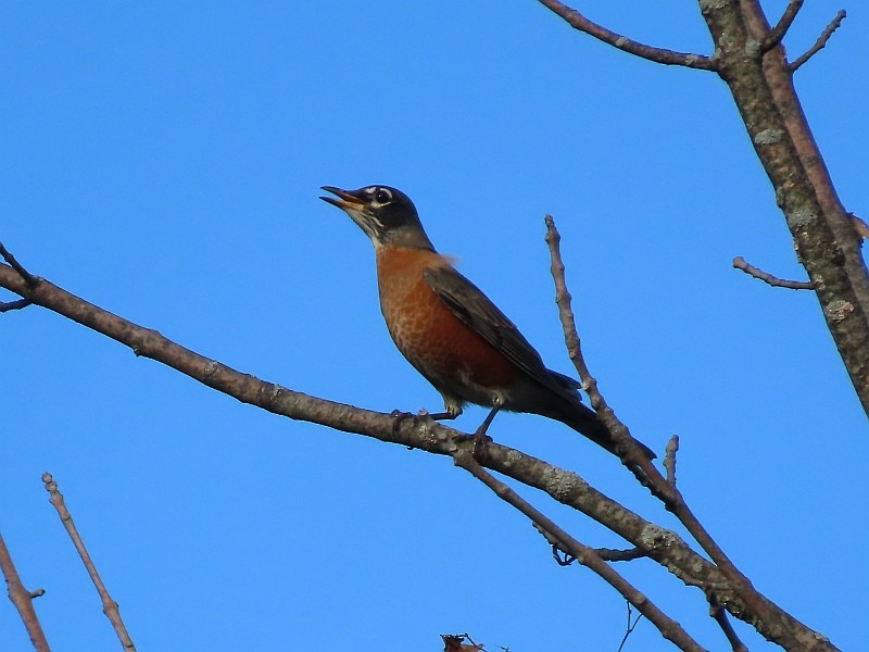 American Robin - ML624046450