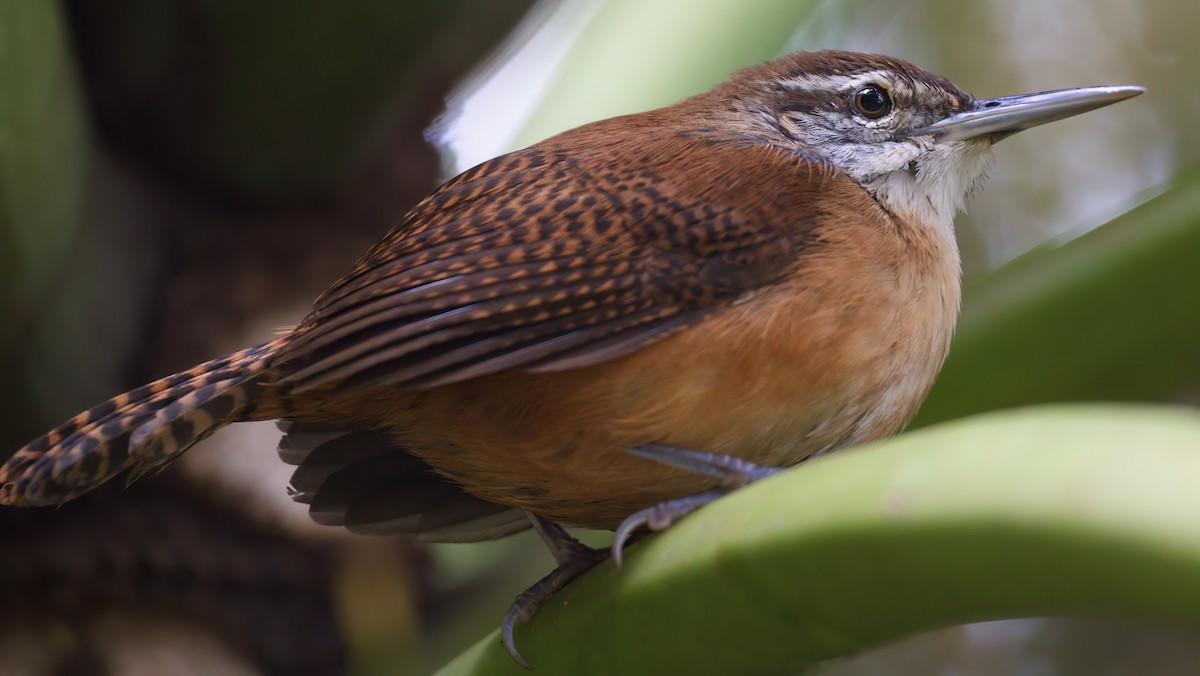 Long-billed Wren - ML624046456