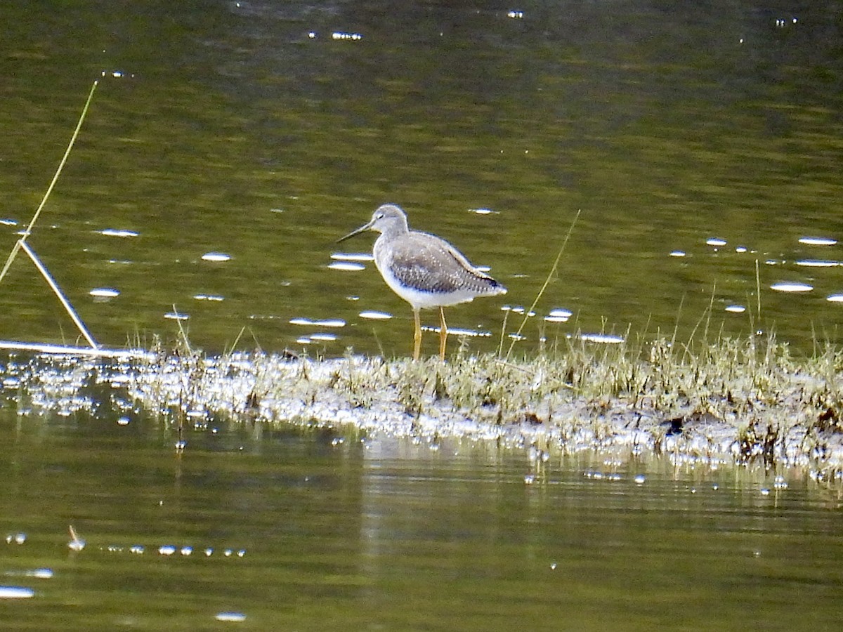 Greater Yellowlegs - ML624046462