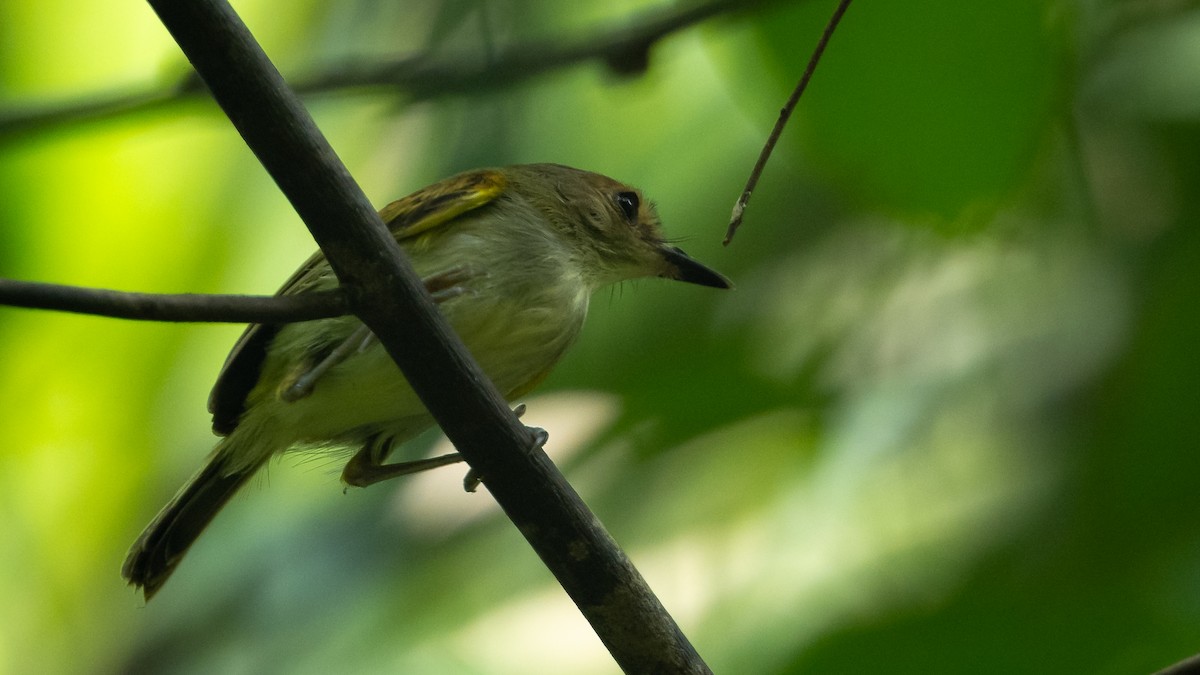 Rusty-fronted Tody-Flycatcher - ML624046482