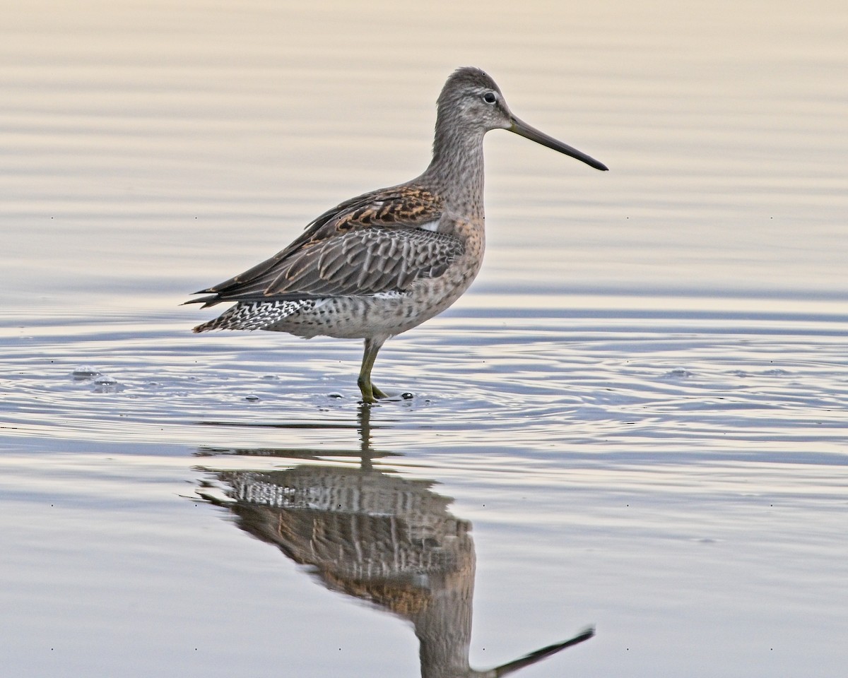 Long-billed Dowitcher - ML624046494