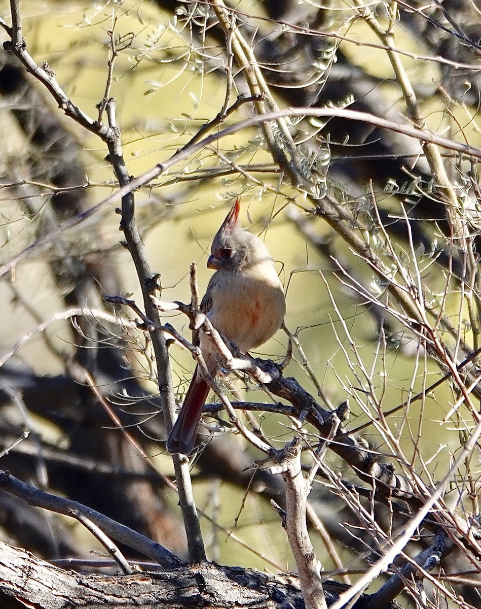 Pyrrhuloxia - ML624046501