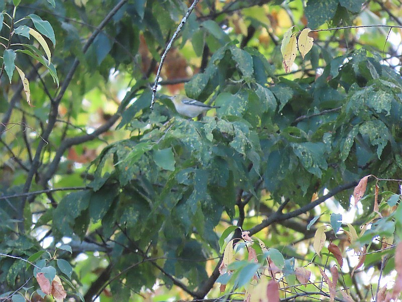 Bay-breasted Warbler - ML624046505