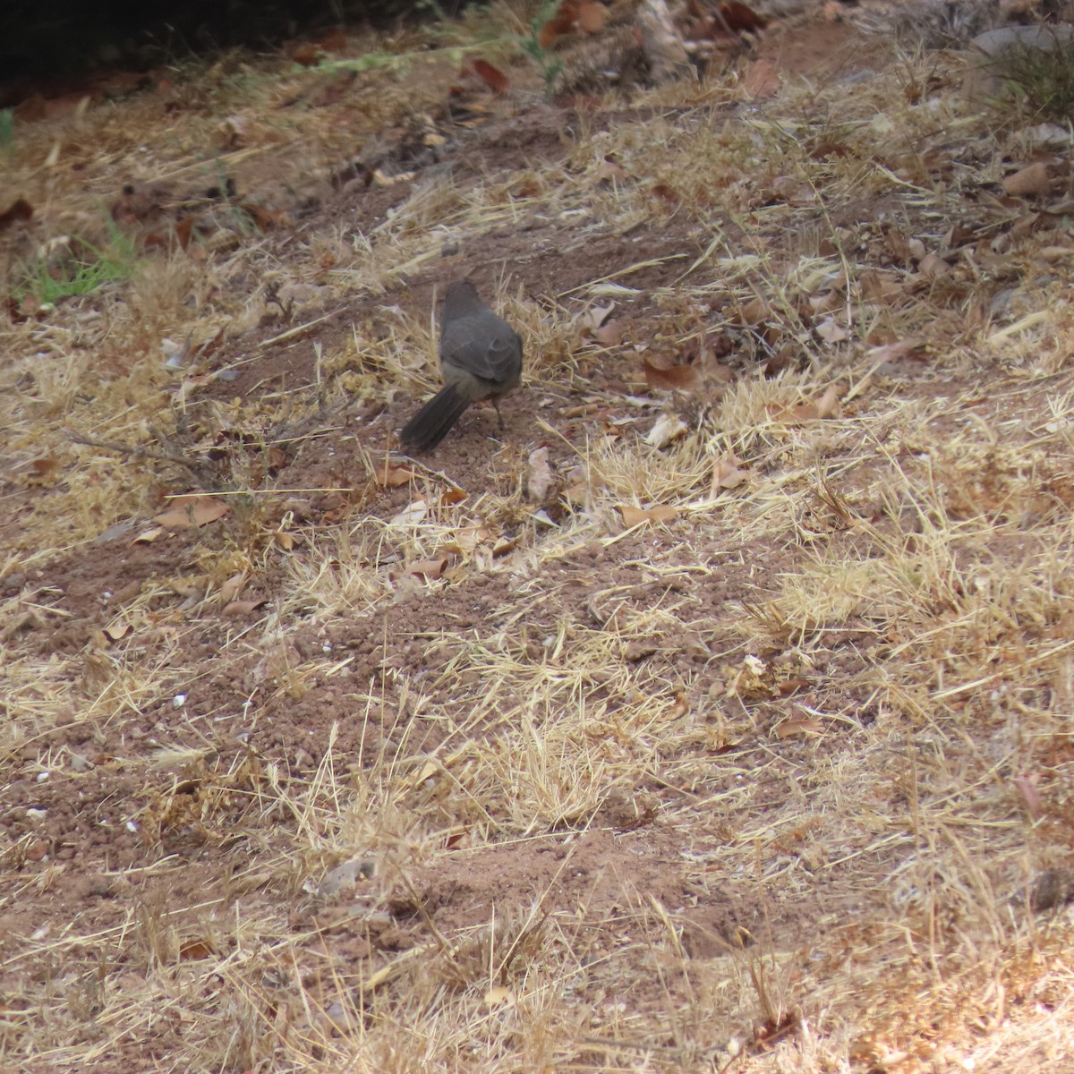 California Towhee - ML624046514