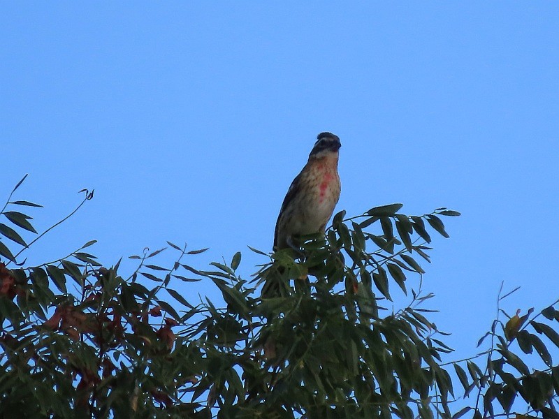 Rose-breasted Grosbeak - ML624046515