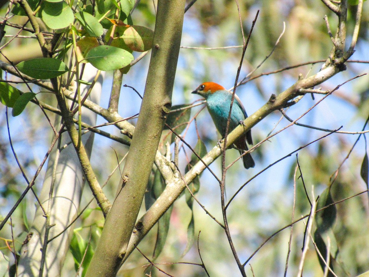 Chestnut-backed Tanager - ML624046519