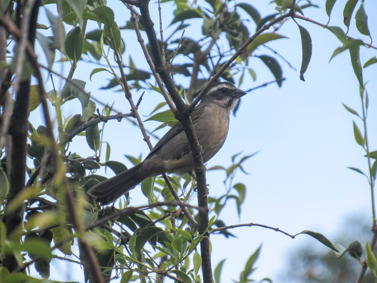 Green-winged Saltator - Luis  Weymar Junior