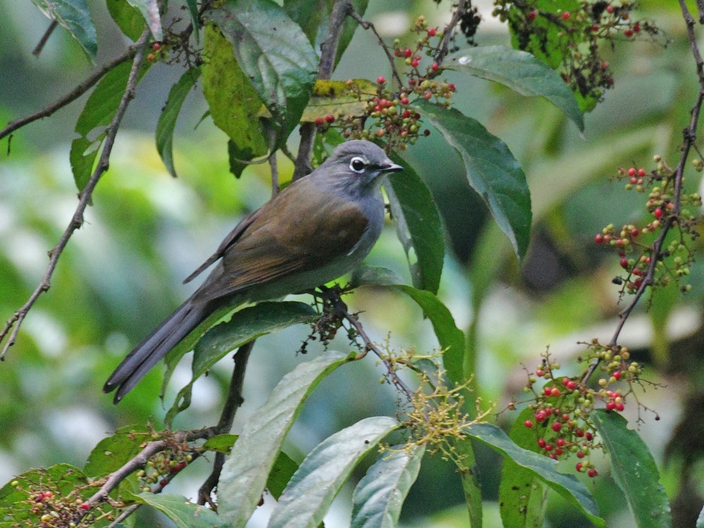 Brown-backed Solitaire - ML624046542