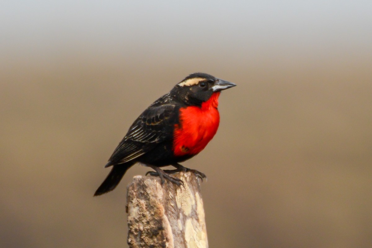 White-browed Meadowlark - ML624046557