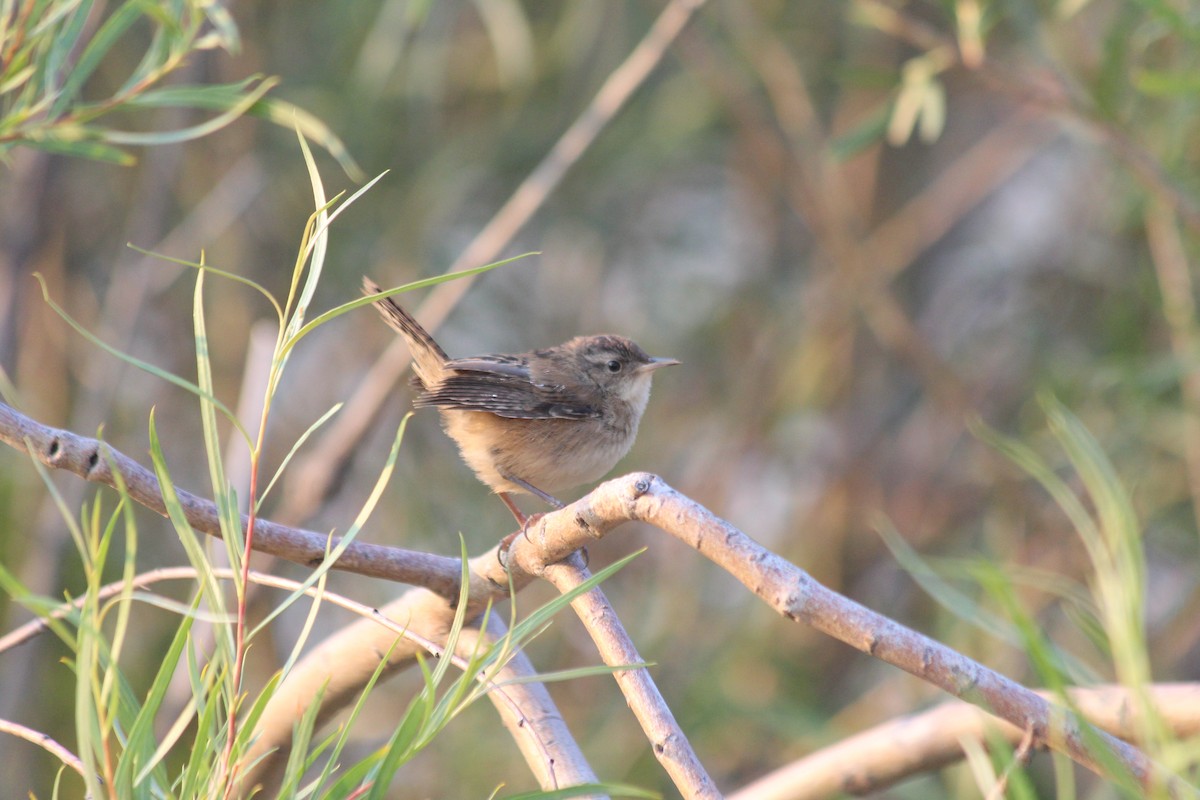 Marsh Wren - ML624046564