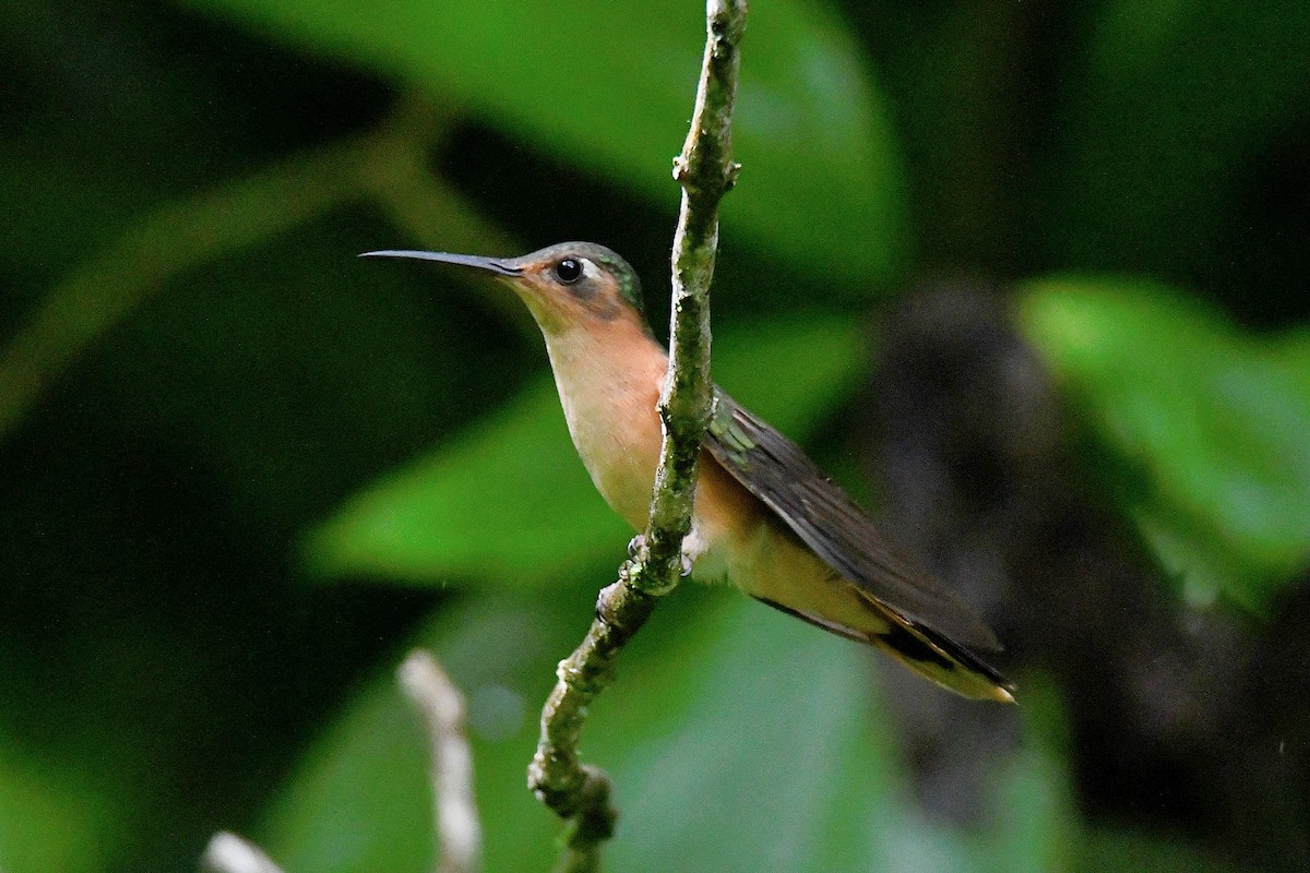 Rufous Sabrewing - ML624046573