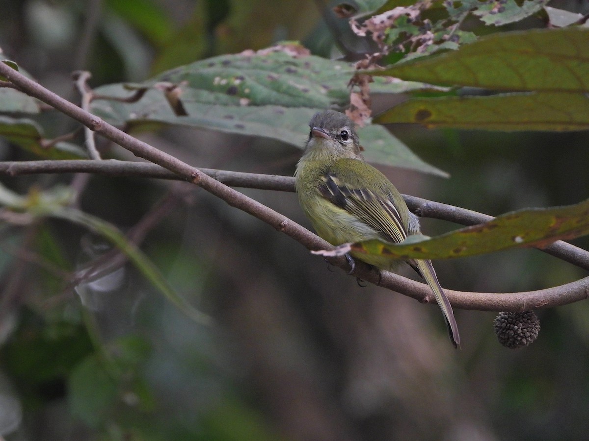 Yellow-olive Flatbill - ML624046583