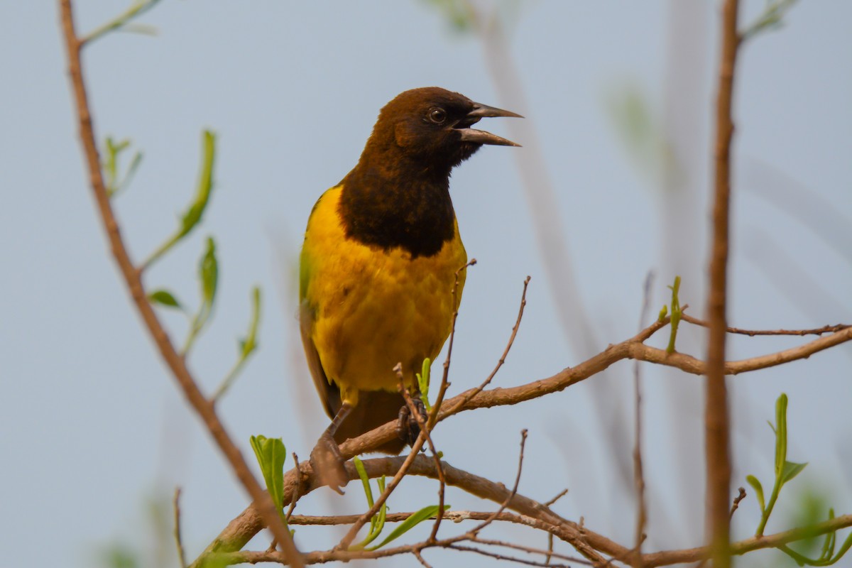 Yellow-rumped Marshbird - ML624046584