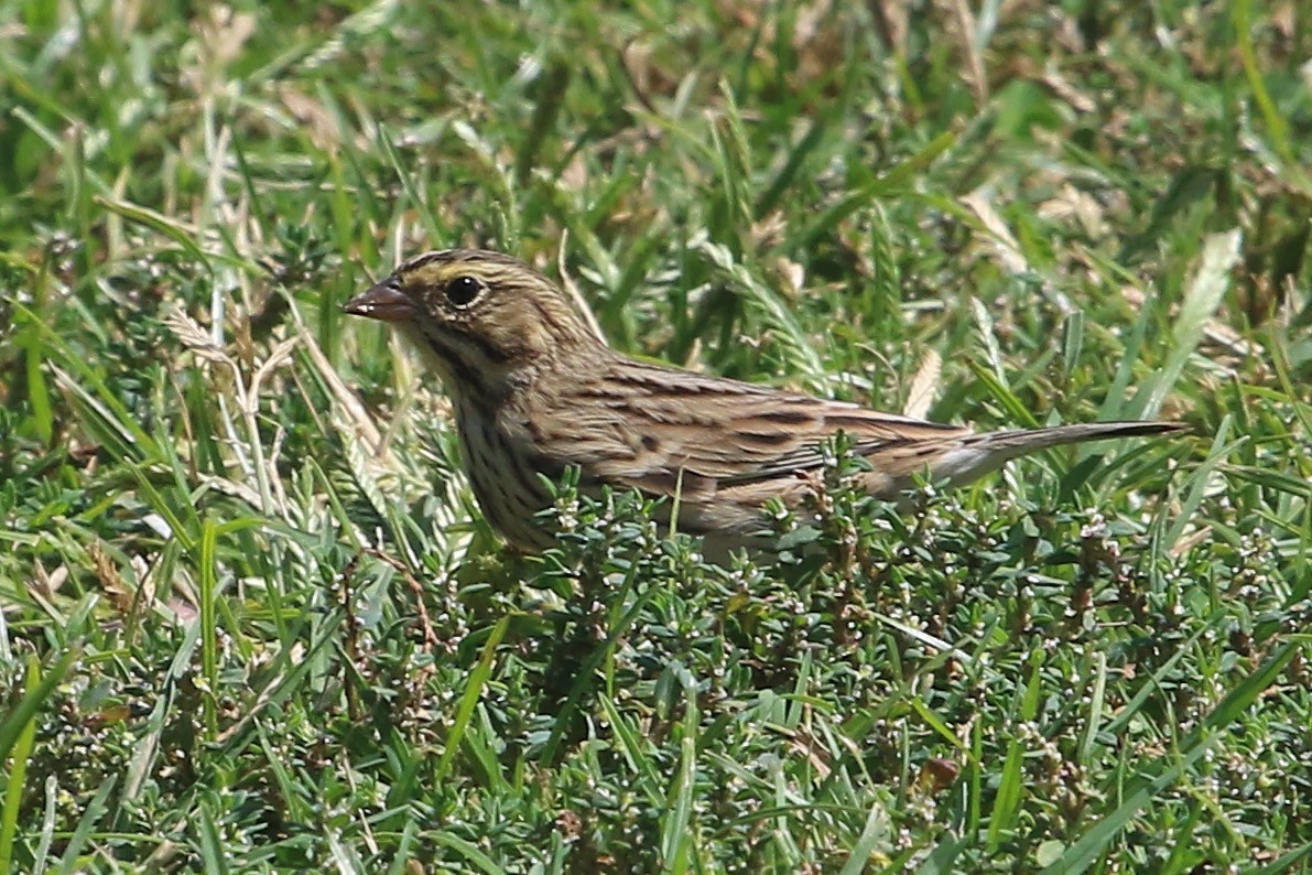 Savannah Sparrow - ML624046591