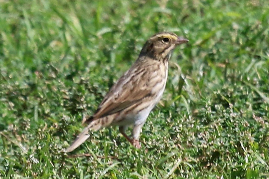 Savannah Sparrow - ML624046593