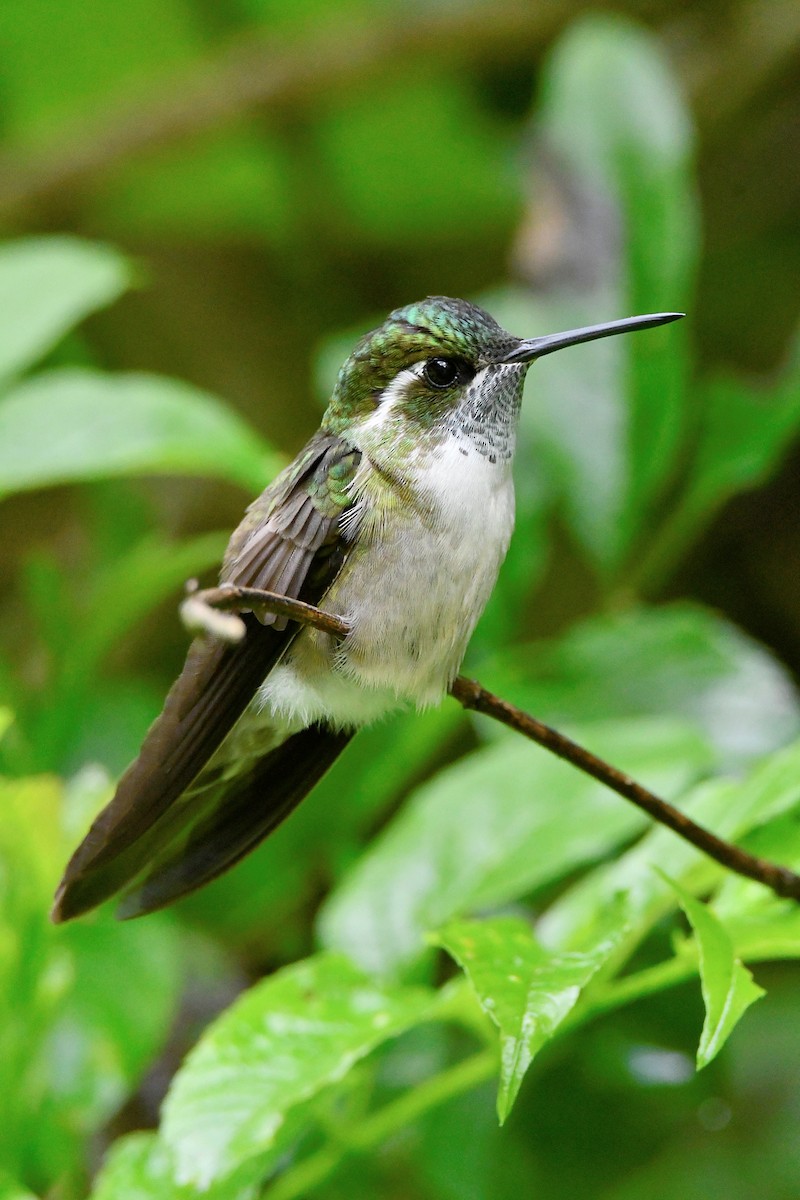 Azure-crowned Hummingbird - Cornelio Chablé|Birding Guide petenxpeditions@gmail.com +502 31063568