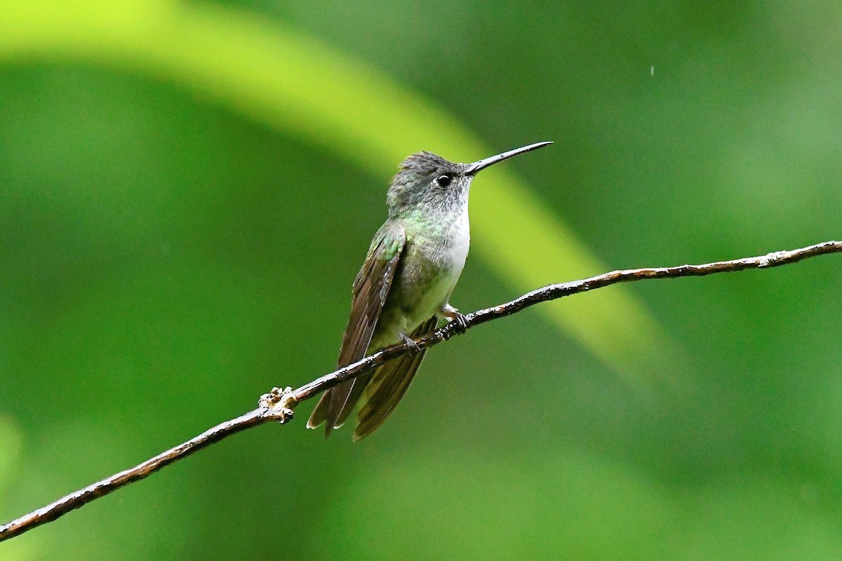 Azure-crowned Hummingbird - ML624046616