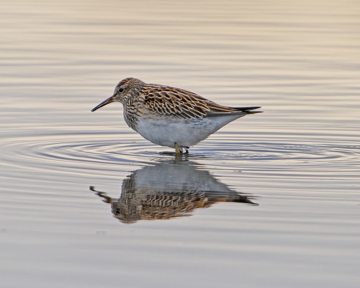 Pectoral Sandpiper - Frank Letniowski