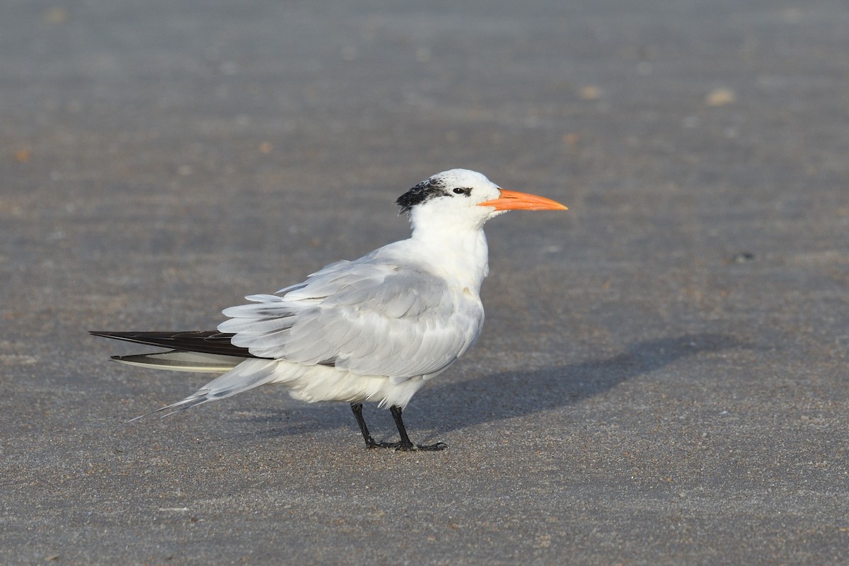 Royal Tern - ML624046622